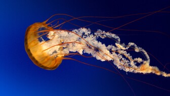 Is Publish0x experiencing technical problems?