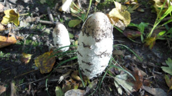 Are these beautiful mushrooms growing in parks and our gardens edible?