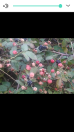 Awesome crop of Blackberries/Awesome population of birds!