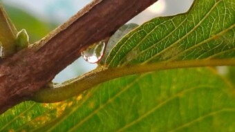 WATER DROPS Photography.