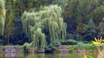 Today a slight cooling, but a pleasant walk - My Actifit Report Card: August 22 2024