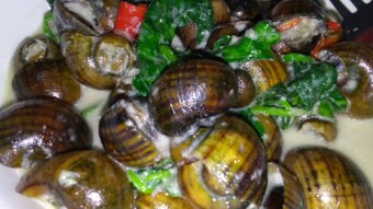 A Nutritious Exotic Food Feast (Edible River Snails)