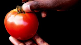 Nemonetta F1: A Compact and Disease-Resistant Tomato Variety for Productive Gardens.