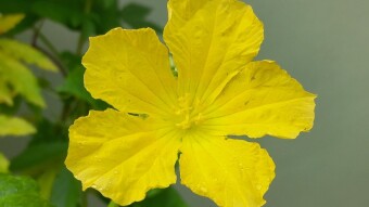 Flower Photography.