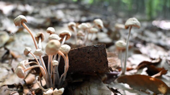 Can death be beautiful? It all depends on the point of view