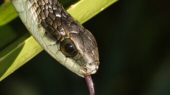 Boomslang (Dispholidus typus)