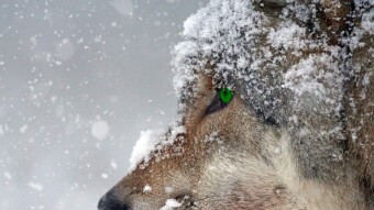 [74] Three sisters and two female dogs… (Episode - 20)