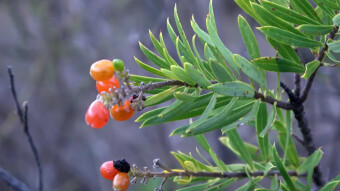 Medicinal and poisonous plants encountered during forest walks in search of mushrooms