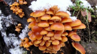 Velvet shank (Flammulina velutipes, Enoki) - a fungus that is not afraid of winter