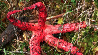 Mushrooms occurring in Europe -  Clathrus archeri