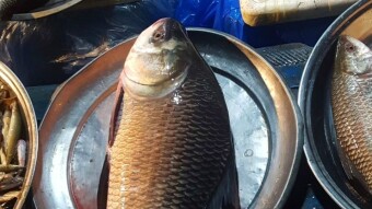 Capturing Life at the Fish Market, A Photographer’s Perspective
