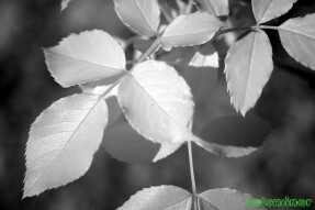 Infrared Photography Single - Rose leaves