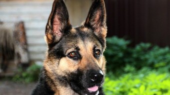 Which Dog Breed Matches Your Personality? Take the Quiz!