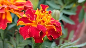 Flower photography.