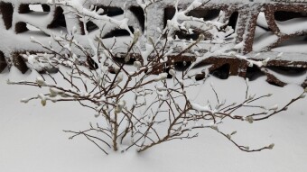 Snow Day! ... (and a break in)