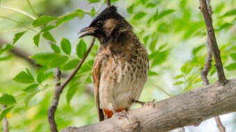 Red-vented Bulbul - Birding / Wildlife