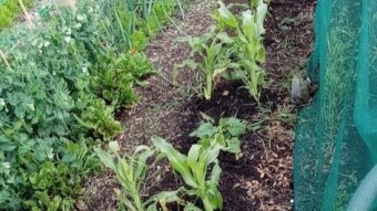 Our Vegetable Plots #19
