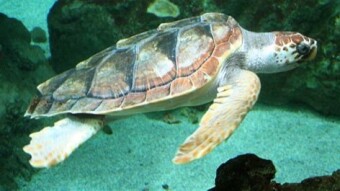 Caretta caretta