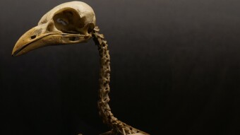 Where Dead Birds Fly (Two Poems)