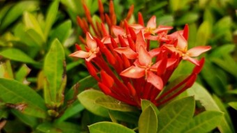 Rongon flower photography.