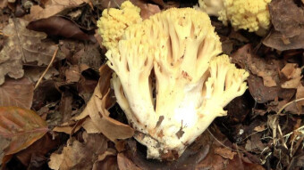 Bleeding coral - a very rare species of mushroom in Europe