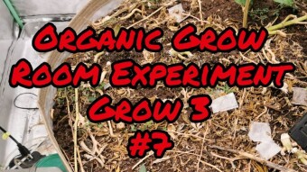 Organic Grow Room Living Soil Experiment Grow 3 - #7
