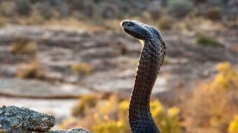 Black Spitting Cobra (Naja nigricincta woodi)