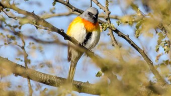 Colorful Birds in Wildlife