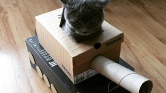 Cats in cardboard tanks