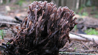 Mushrooms occurring in Europe -Thelephora palmata