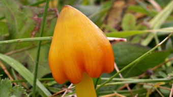 Mushrooms occurring in Europe - Hygrocybe conica