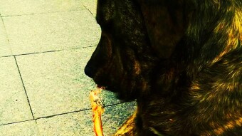 STREET ANİMAL'S: DOG'S
