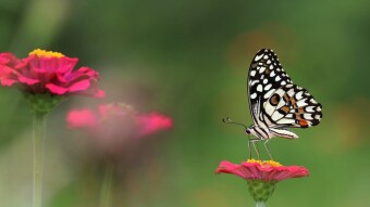 Beautiful Insects in our Mother Nature
