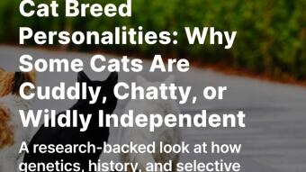 Which Cat Breed Personality Are You?