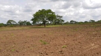 Invest In Cashew Farming And Get Returns For Over 60 Years.