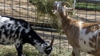 Chivo brincado, chivo pagado