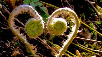 Ferns unfolding  ~ A Heart /Matteuccia is a genus of ferns with one species: Matteuccia struthiopteris * common names ostrich fern, fiddlehead fern