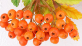 Homemade liqueur from berries rowan by/Domowa jarzębinówka