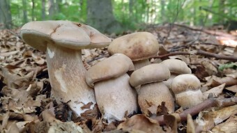 Noble edible mushrooms in summer - Boletus reticulatus - growth phase