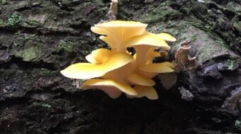 More Edible and Poisonous Mushrooms from Eastern North America