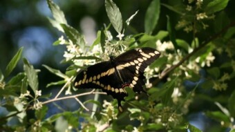 Weekday Nature Walk: Up Close and Personal