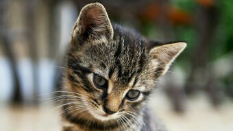 "Hoomans, vote for us"