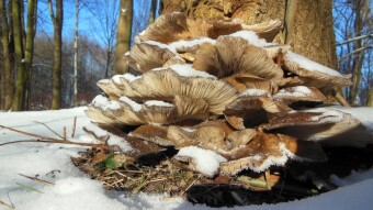 Can winter mushrooms survive at very low temperatures - Oyster mushroom