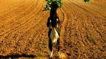 Potential toxic plants for goats