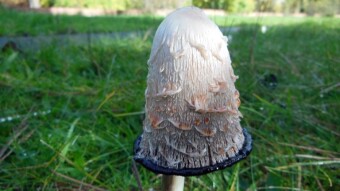 Mushrooms on my walking trails in the park - Shaggy mane