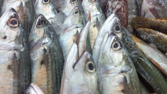 Fish eating fish