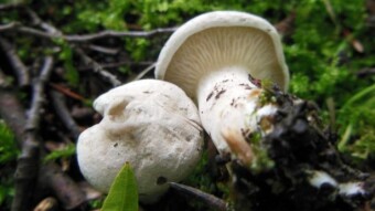 The miller or the sweetbread mushroom, the largest dinoflagellate - yesterday edible, today poisonous