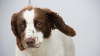 Study Reveals The Top 10 Words/Phrases That Dogs Like To Hear