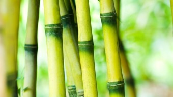 What is Bamboo DeFi and how to get your Tokens