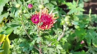 Chrysanthemum flower videography